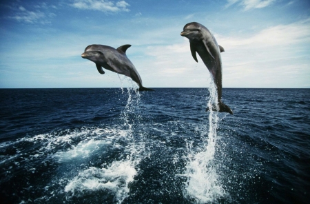 Постер (плакат) Дельфины