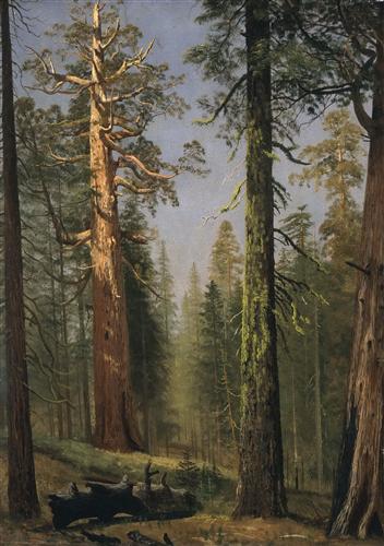 Постер (плакат) The Grizzly Giant Sequoia, Mariposa Grove, California
