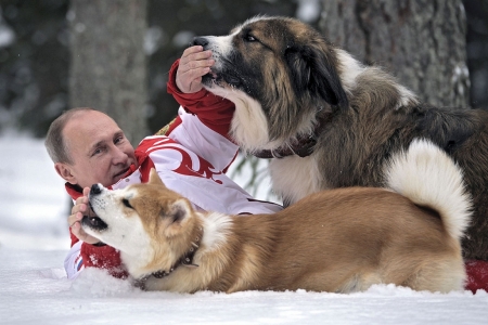 Постер (плакат) Путин с собаками