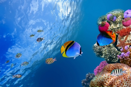 Постер (плакат) Рыбки у рифа