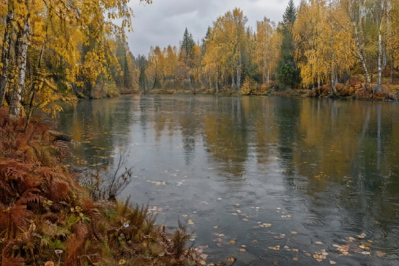 Постер Дождь на пруду