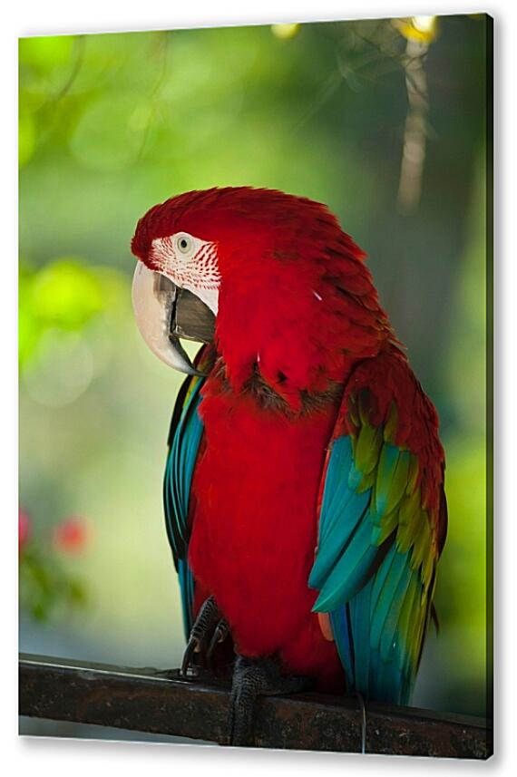 Картина маслом - Африканский попугай