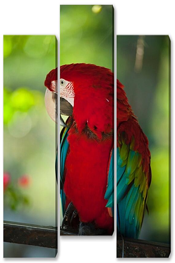 Модульная картина - Африканский попугай
