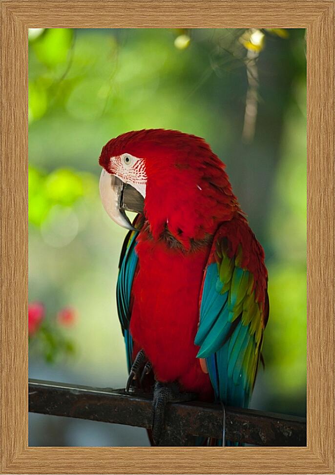 Картина - Африканский попугай