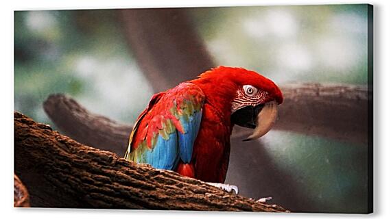 Постер (плакат) - Красные попугаи