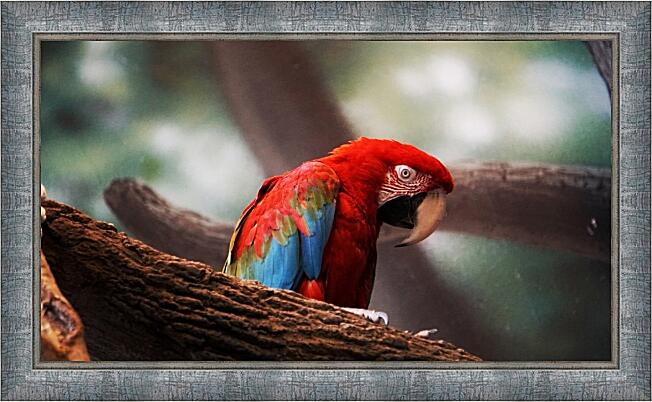 Картина - Красные попугаи