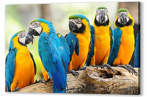 Попугаи в Бразилии