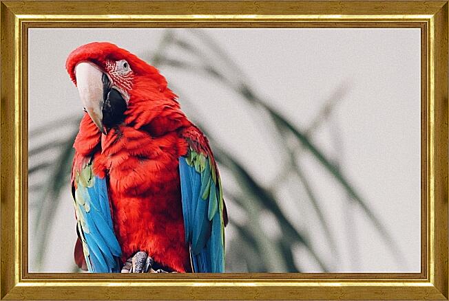 Картина - Попугай Ара красный