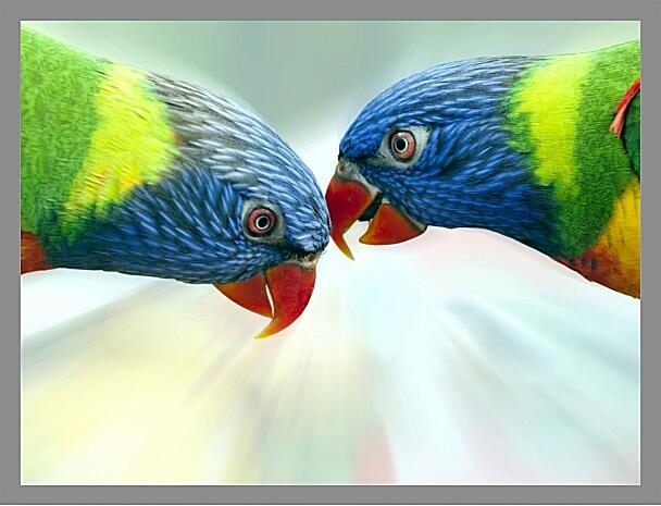 Картина - Попугай разноцветный