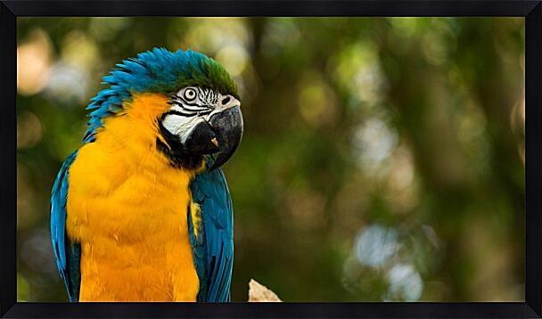 Картина - Попугай сине-оранжевый