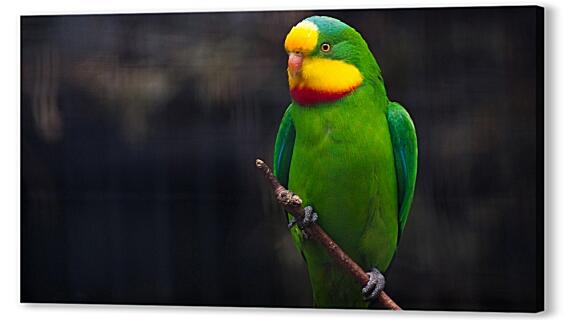 Картина маслом - Роскошный баррабандов попугай