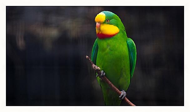 Картина - Роскошный баррабандов попугай