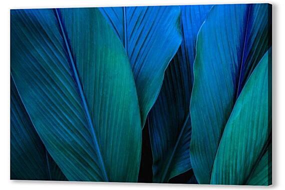 Сине-зеленые листы