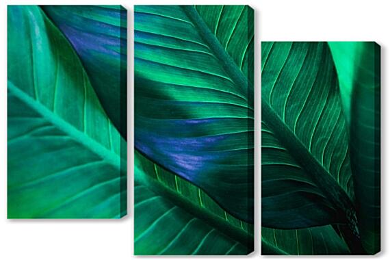 Модульная картина - Темные зеленые листья тропические