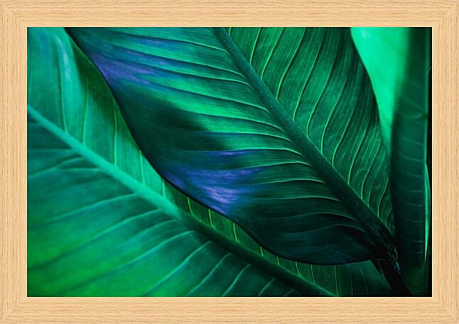 Картина - Темные зеленые листья тропические