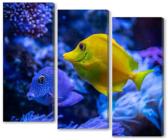 Модульная картина - Аквариумная рыбка Зебрасома