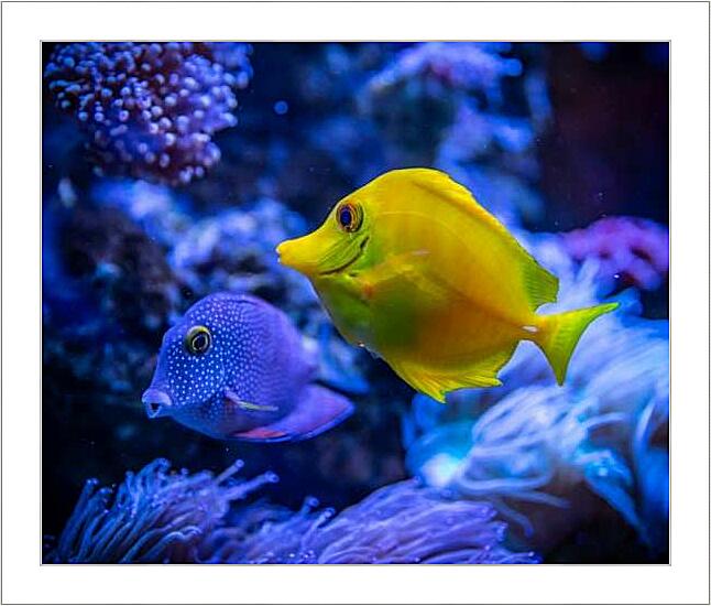 Картина - Аквариумная рыбка Зебрасома