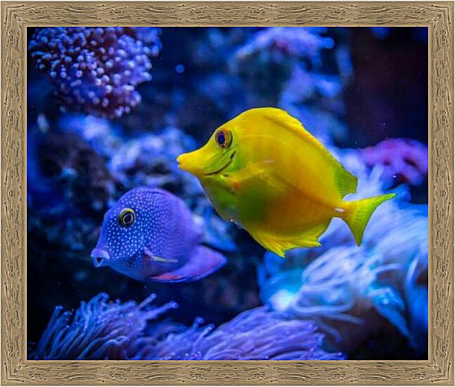 Картина - Аквариумная рыбка Зебрасома