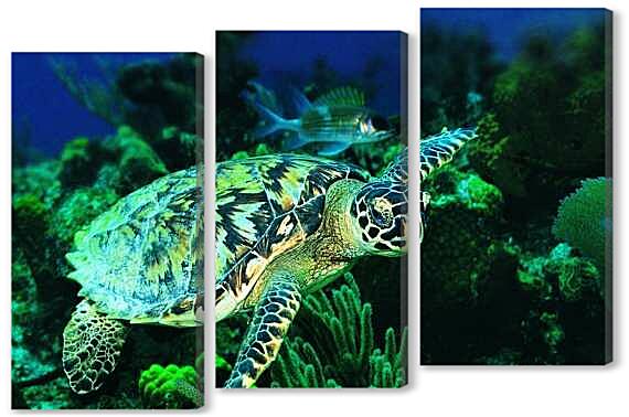 Модульная картина - Зеленая морская черепаха