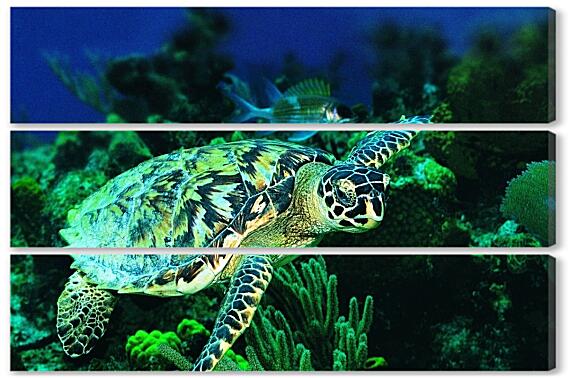 Модульная картина - Зеленая морская черепаха