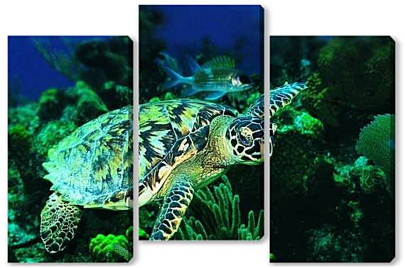 Модульная картина - Зеленая морская черепаха