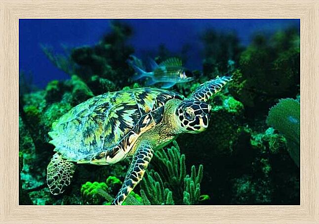 Картина - Зеленая морская черепаха