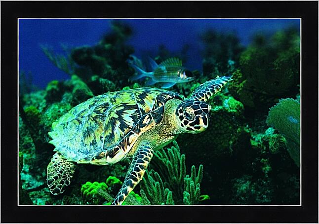 Картина - Зеленая морская черепаха