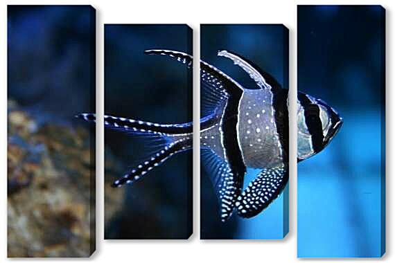 Модульная картина - Апогон