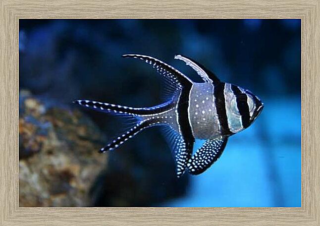 Картина - Апогон