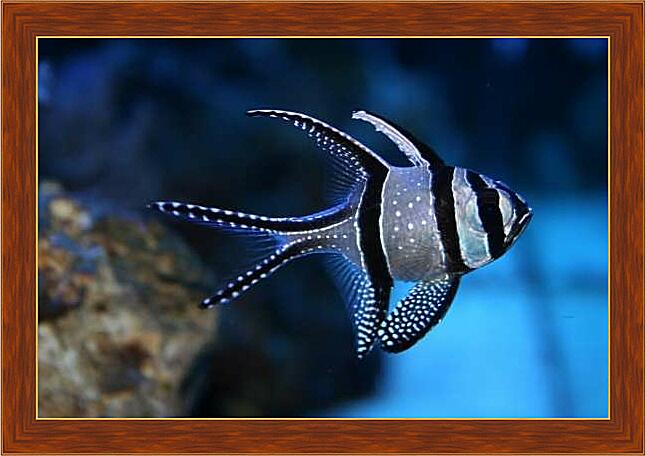 Картина - Апогон