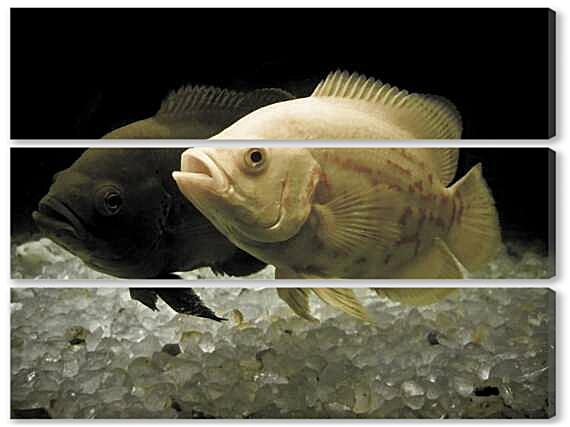 Модульная картина - Астронотус