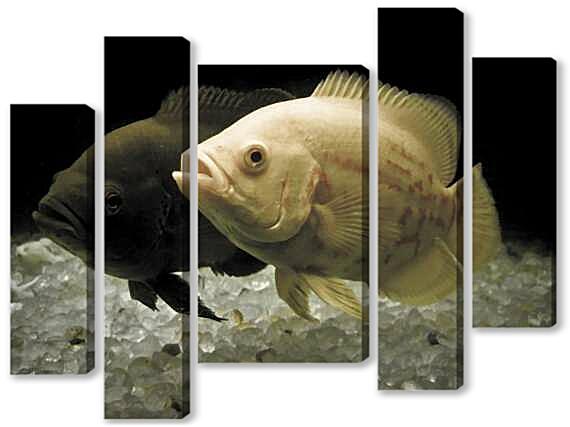 Модульная картина - Астронотус