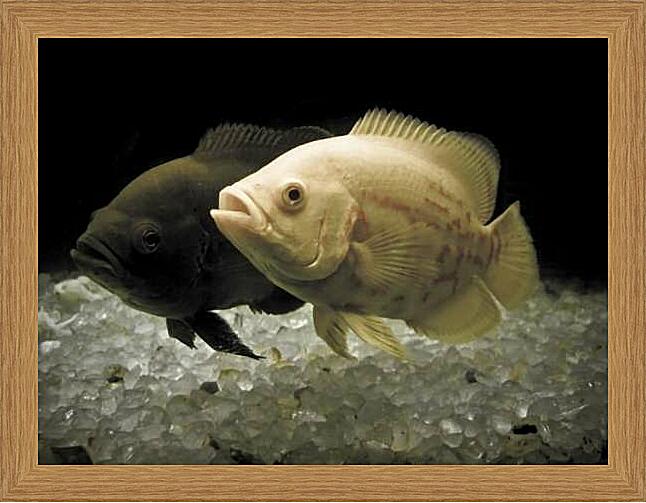 Картина - Астронотус