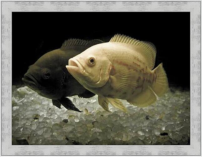 Картина - Астронотус