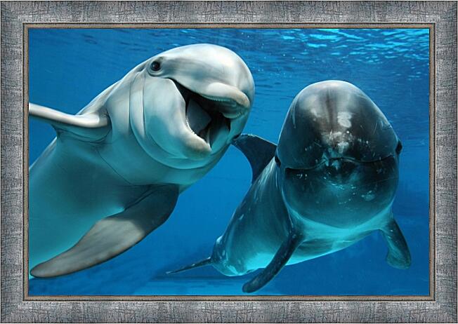 Картина - Белый дельфин