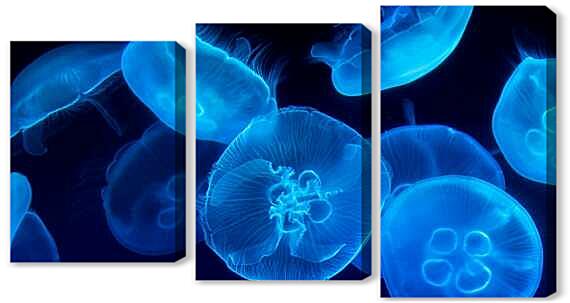 Модульная картина - Дискомедузы