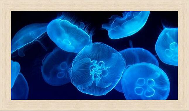 Картина - Дискомедузы