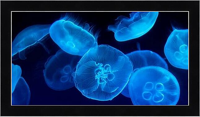 Картина - Дискомедузы