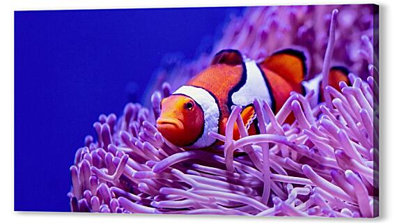 Картина маслом - Коралловый риф и рыба клоун