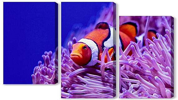 Модульная картина - Коралловый риф и рыба клоун