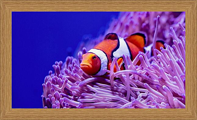 Картина - Коралловый риф и рыба клоун