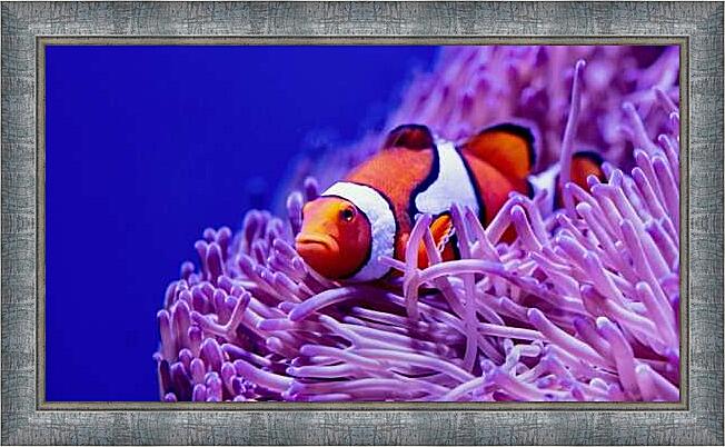 Картина - Коралловый риф и рыба клоун