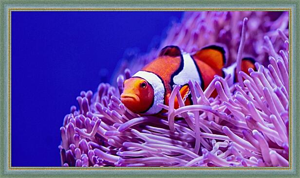 Картина - Коралловый риф и рыба клоун