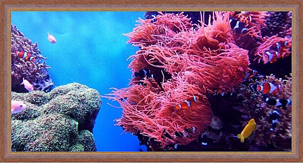 Картина - Коралловый риф