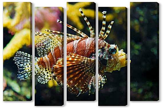 Модульная картина - Крылатка-зебра