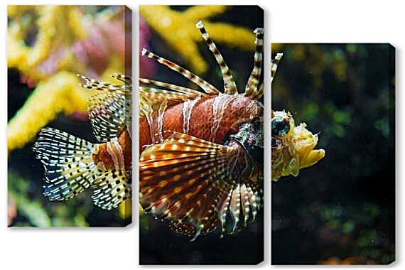 Модульная картина - Крылатка-зебра