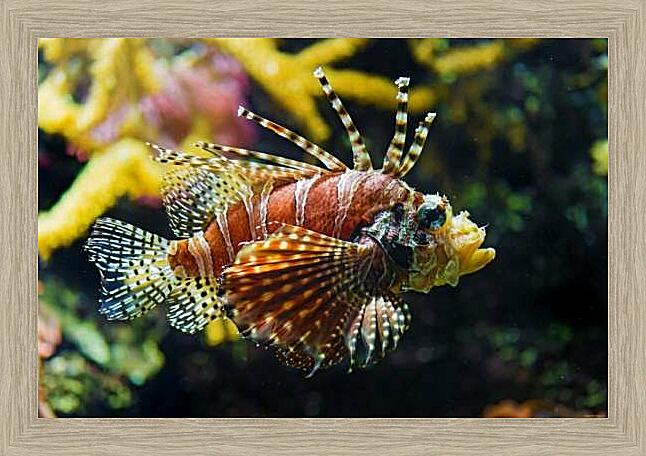 Картина - Крылатка-зебра