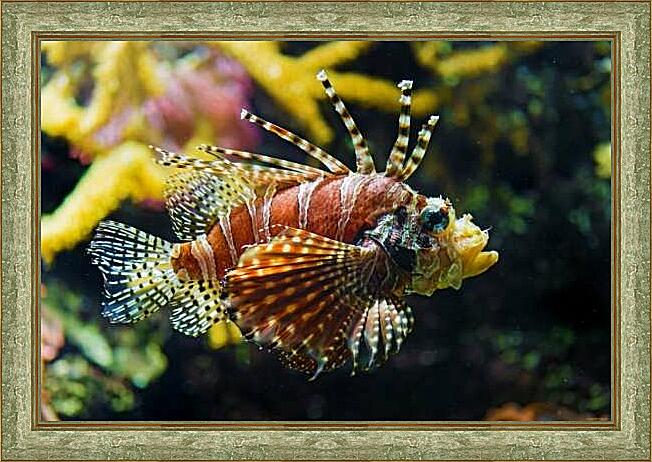 Картина - Крылатка-зебра