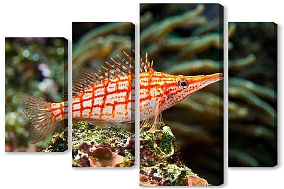 Модульная картина - Кудрепер длиннорылый