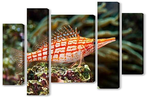 Модульная картина - Кудрепер длиннорылый